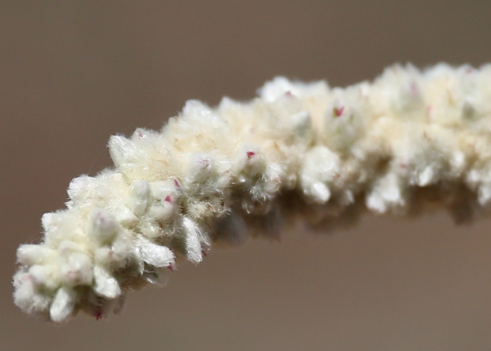 Northern Australian Plants Amaranthaceae